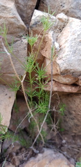Galium setaceum