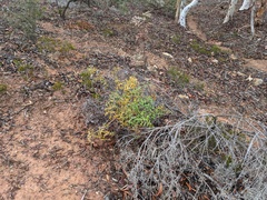 Grevillea flexuosa