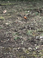 Turdus migratorius