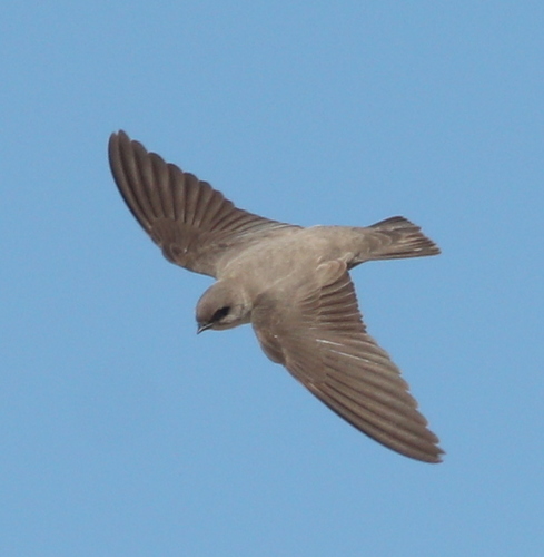 Pale Crag-Martin