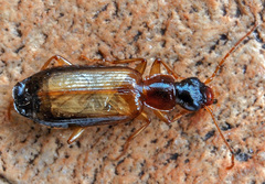 Dromius schneideri