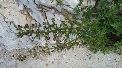 Scrophularia heterophylla