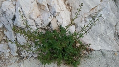 Scrophularia heterophylla