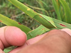 Cheiracanthium inclusum