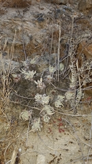 Dudleya virens hassei