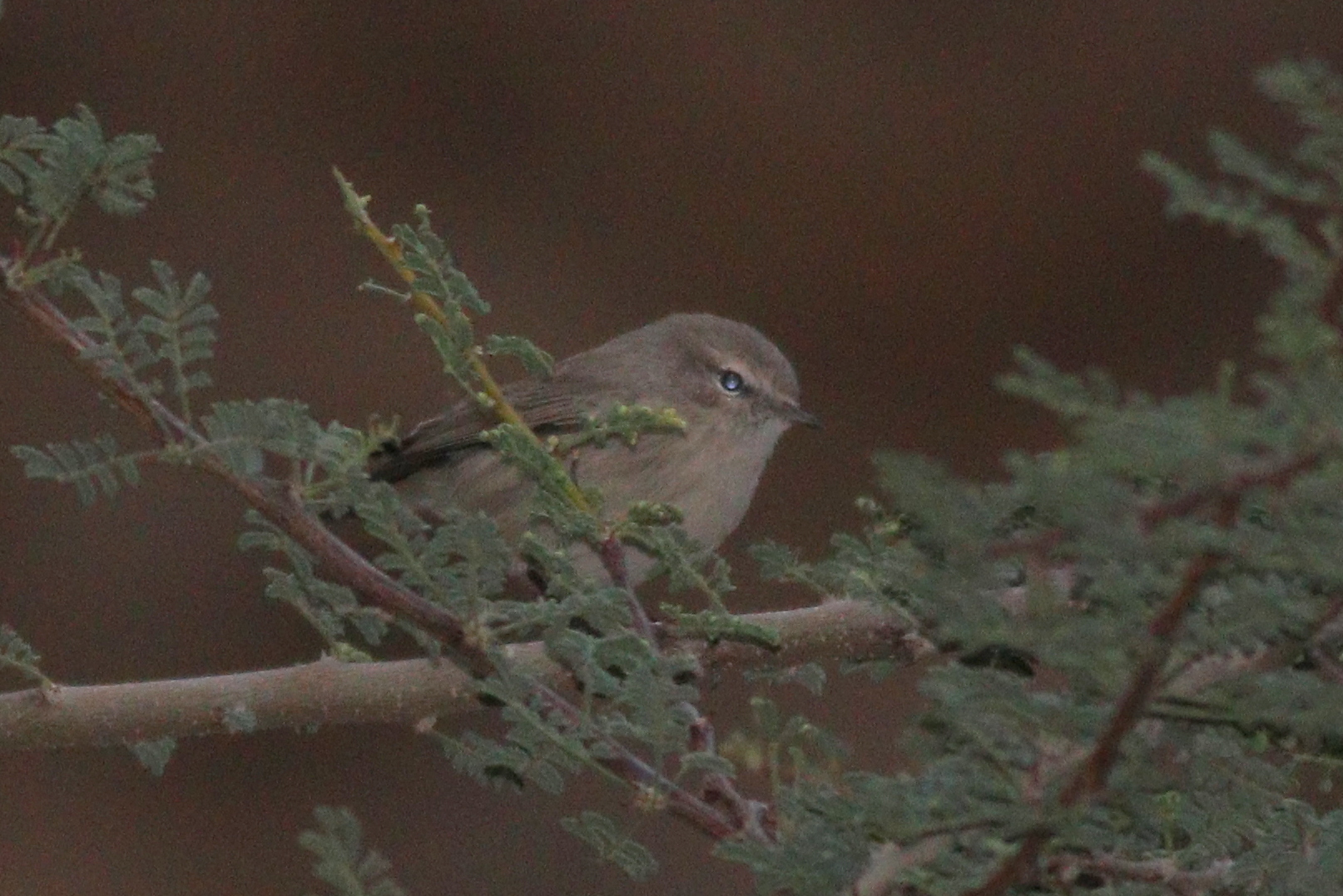 Plain Leaf Warbler