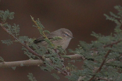 Phylloscopus neglectus