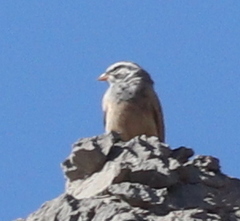 Emberiza striolata