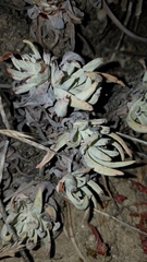 Dudleya virens hassei
