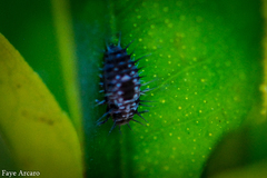 Apolinus lividigaster