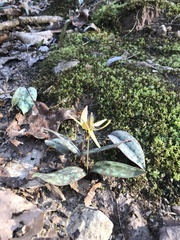 Erythronium umbilicatum