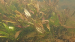 Hygrophila polysperma