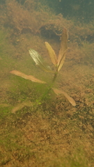 Hygrophila polysperma