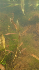 Hygrophila polysperma
