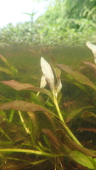 Hygrophila polysperma