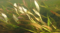 Hygrophila polysperma