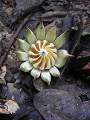 Clusia grandiflora