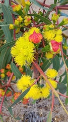 Eucalyptus erythrocorys