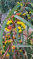 Eucalyptus erythrocorys