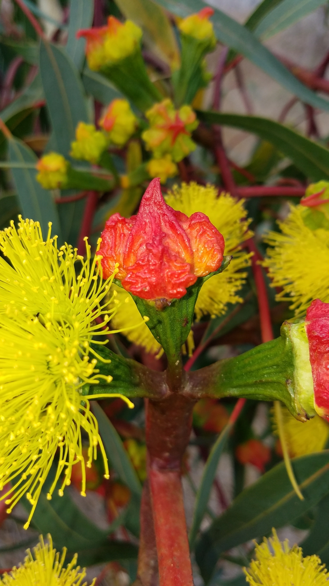 Eucalyptus erythrocorys