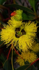 Eucalyptus erythrocorys