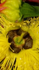 Eucalyptus erythrocorys