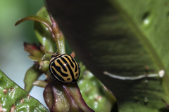 Phrynocaria gratiosa