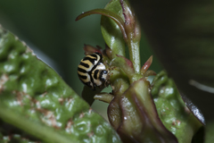 Phrynocaria gratiosa