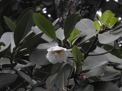 Clusia grandiflora