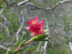 Hermannia flammea