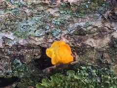 Tremella