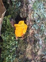 Tremella