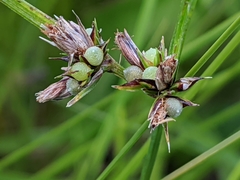 Scleria ciliata