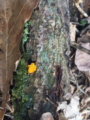Tremella