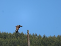 Buteo buteo