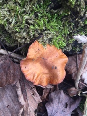 Agaricomycetes