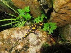 Salamandra salamandra