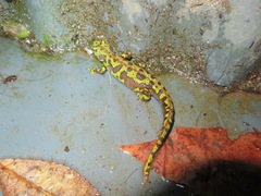 Triturus marmoratus