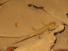 Lissotriton boscai
