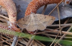 Hemeroplanis scopulepes