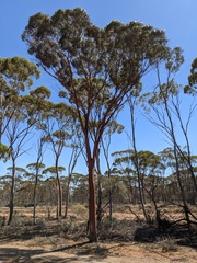 Eucalyptus salmonophloia