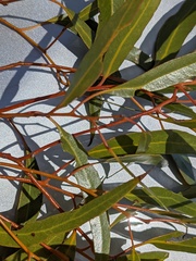 Eucalyptus salmonophloia