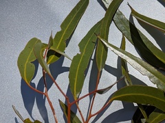 Eucalyptus salmonophloia