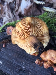 Agaricomycetes