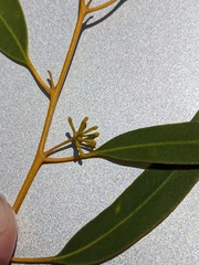 Eucalyptus salmonophloia
