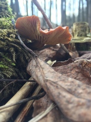 Agaricomycetes