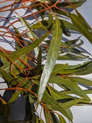 Eucalyptus salmonophloia