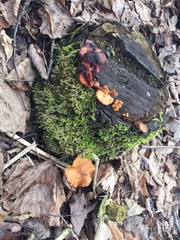 Agaricomycetes