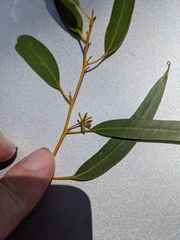 Eucalyptus salmonophloia