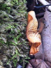 Agaricomycetes